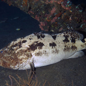 Epinephelus fuscoguttatus 印度尼西亚 Indonesia , 巴厘岛 Bali , 图蓝本 Tulamben @LazyDiving.com 潜水时光