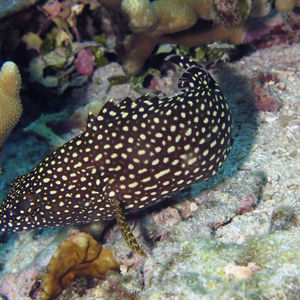 Epinephelus ongus 菲律宾 Philippines , 阿尼洛 Anilao @LazyDiving.com 潜水时光