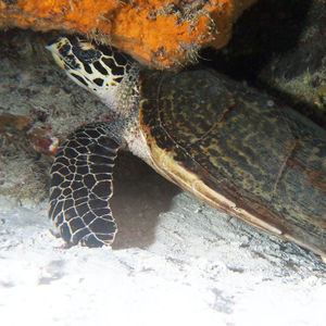 Eretmochelys imbricata 印度尼西亚 Indonesia , 四王群岛 Raja Ampat @LazyDiving.com 潜水时光