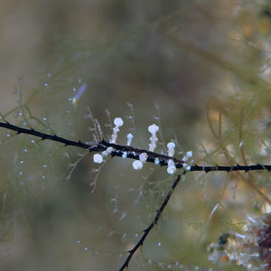 Eubranchus putnami 菲律宾 Philippines , 阿尼洛 Anilao @LazyDiving.com 潜水时光