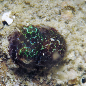 Euprymna berryi 中苏拉威西 Central Sulawesi , 托利托利 Toli Toli @LazyDiving.com 潜水时光