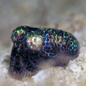 Euprymna berryi 印度尼西亚 Indonesia , 托吉安群岛 Togian , Kadidiri @LazyDiving.com 潜水时光