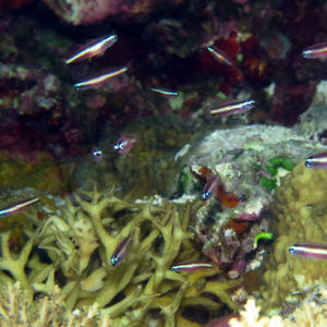 Eviota bifasciata 印度尼西亚 Indonesia , 托吉安群岛 Togian , Bomba @LazyDiving.com 潜��水时光