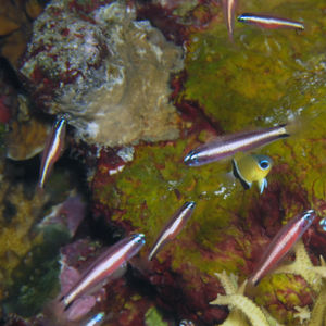 Eviota bifasciata 印度尼西亚 Indonesia , 托吉安群岛 Togian , Bomba @LazyDiving.com 潜水时光
