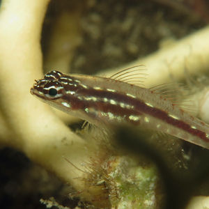 Eviota sebreei 中苏拉��威西 Central Sulawesi , 托利托利 Toli Toli @LazyDiving.com 潜水时光