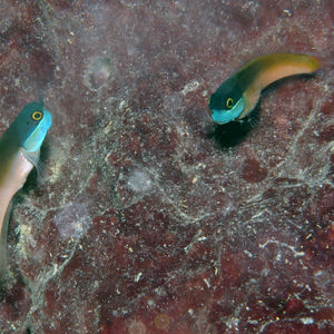 Ecsenius ops 中苏拉威西 Central Sulawesi , 托利托利 Toli Toli @LazyDiving.com 潜水时光