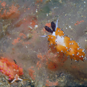 Favorinus tsuruganus 印度尼西亚 Indonesia , 特尔纳特 Ternate @LazyDiving.com 潜水时光