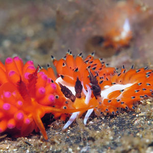 Favorinus tsuruganus 印度尼西亚 Indonesia , 特尔纳特 Ternate @LazyDiving.com 潜水时光