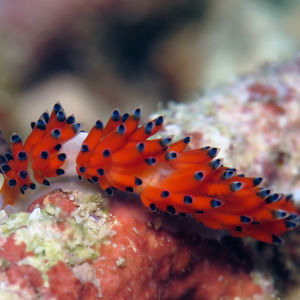 Favorinus tsuruganus 中苏拉威西 Central Sulawesi , 栋加拉 Donggala @LazyDiving.com 潜水时光