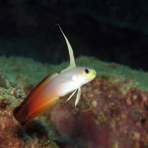 Nemateleotris magnifica ��日本 Japan , 柏岛 Kashiwa Island @LazyDiving.com 潜水时光