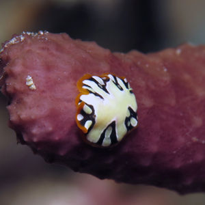 Pseudoceros scintillatus Pseudoceros scintillatus 印度尼西亚 Indonesia , 达拉湾 Derawan @LazyDiving.com 潜水时光
