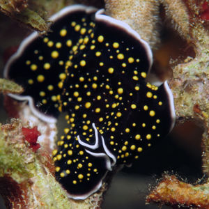 Thysanozoon nigropapillosum 印度尼西亚 Indonesia , 北苏拉威西 North Sulawesi , 邦卡岛 Bangka @LazyDiving.com 潜水时光