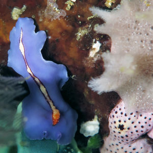 Pseudoceros liparus Pseudoceros liparus 印度尼西亚 Indonesia , 北苏拉威西 North Sulawesi , 邦卡岛 Bangka @LazyDiving.com 潜水时光