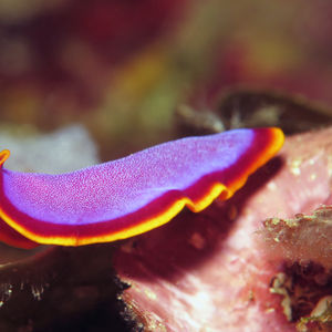 Pseudoceros ferrugineus Pseudoceros ferrugineus 印度尼西亚 Indonesia , 北马鲁古 North Maluku , 特尔纳特 Ternate @LazyDiving.com 潜水时光