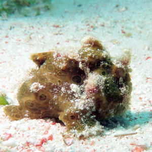 Antennarius pictus 印度尼西亚 Indonesia , 科莫多 Komodo @LazyDiving.com 潜�水时光