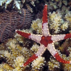 Fromia monilis Fromia monilis 印度尼西亚 Indonesia , 达拉湾 Derawan @LazyDiving.com 潜水时光