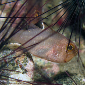 Ostorhinchus hoevenii 印度尼西亚 Indonesia , 阿洛群岛 Alor @LazyDiving.com 潜水时光