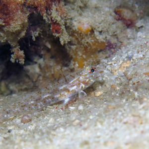 Fusigobius gracilis 印度尼西亚 Indonesia , 达拉湾 Derawan @LazyDiving.com 潜水时��光