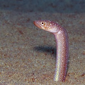 Gorgasia maculata 菲律宾 Philippines , 杜马盖地 Dumaguete @LazyDiving.com 潜水时光