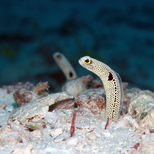 Heteroconger hassi 马尔代夫 Maldives @LazyDiving.com 潜水时光