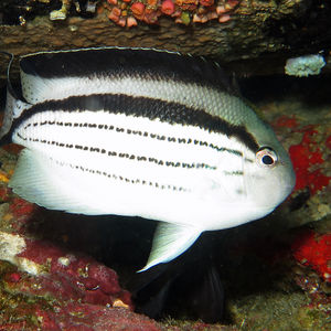 Genicanthus lamarck Genicanthus lamarck 菲律宾 Philippines , 杜马盖地 Dumaguete @LazyDiving.com 潜水时光