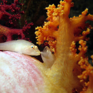 Pleurosicya boldinghi 印度尼西亚 Indonesia , 马鲁古 Maluku , 安汶 Ambon @LazyDiving.com 潜水时光