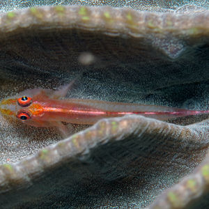 Pleurosicya micheli Pleurosicya micheli 印度尼西亚 Indonesia , 北马鲁古 North Maluku , 巴占群岛 Bacan Islands @LazyDiving.com 潜水时光