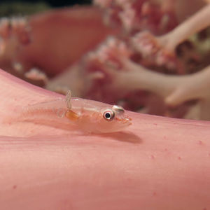 Pleurosicya boldinghi 印度尼西亚 Indonesia , 马鲁古 Maluku , 安汶 Ambon @LazyDiving.com 潜水时光