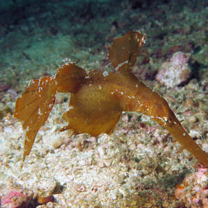 Komodo  Solenostomus cyanopterus