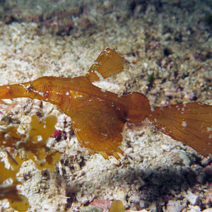 Solenostomus cyanopterus 印度尼西亚 Indonesia , 科莫多 Komodo @LazyDiving.com 潜水时光