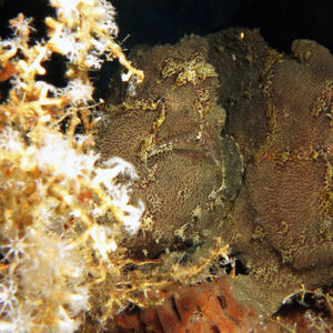Antennarius commerson 印度尼西亚 Indonesia , 马鲁古 Maluku , 安汶 Ambon @LazyDiving.com 潜水时光
