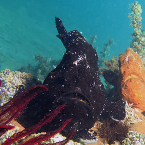 Antennarius commerson 印度尼西亚 Indonesia , 马鲁古 Maluku , 安汶 Ambon @LazyDiving.com 潜水时光