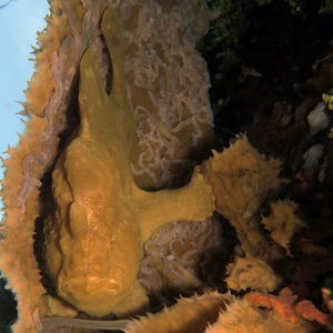 Antennarius commerson 印度尼西亚 Indonesia , 阿洛群岛 Alor @LazyDiving.com 潜水时光