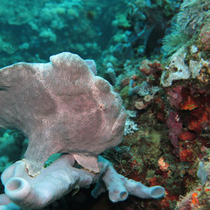 Antennarius commerson 菲律宾 Philippines , 阿尼洛 Anilao @LazyDiving.com 潜水��时光