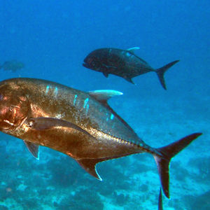 Caranx ignobilis 印度尼西亚 Indonesia , 四王群岛 Raja Ampat @LazyDiving.com 潜水时光