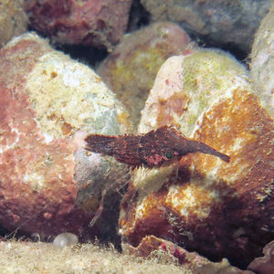 Leander tenuicornis 印度尼西亚 Indonesia , 马鲁古 Maluku , 安汶 Ambon @LazyDiving.com 潜水时光