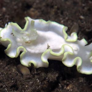 Glossodoris buko 印度尼西亚 Indonesia , 巴厘岛 Bali , 艾湄湾 Amed Bay @LazyDiving.com 潜水时光