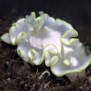 Glossodoris buko 印度尼西亚 Indonesia , 巴厘岛 Bali , 艾湄湾 Amed Bay @LazyDiving.com 潜水时光