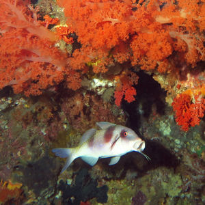 Parupeneus crassilabris 印度尼西亚 Indonesia , 四王群岛 Raja Ampat @LazyDiving.com 潜水时光