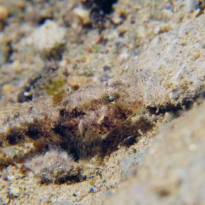 Gobiidae 印度尼西亚 Indonesia , 马鲁古 Maluku , 安汶 Ambon @LazyDiving.com 潜水时光