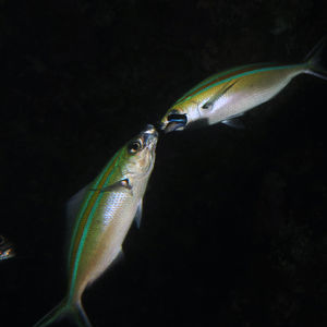 Caesio caerulaurea Caesio caerulaurea 印度尼西亚 Indonesia , 巴厘岛 Bali , 图蓝本 Tulamben @LazyDiving.com 潜水时光