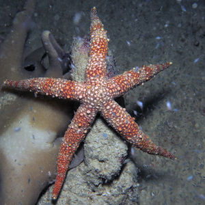 Nardoa gomophia Nardoa gomophia 印度尼西亚 Indonesia , 达拉湾 Derawan @LazyDiving.com 潜水时光