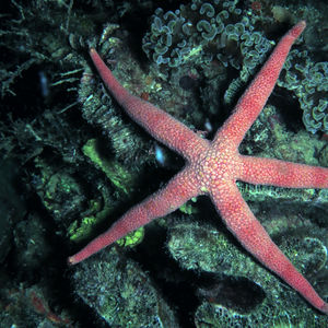 Nardoa gomophia Nardoa gomophia 印度尼西亚 Indonesia , 达拉湾 Derawan @LazyDiving.com 潜水时光