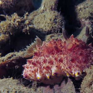 Goniobranchus 印度尼西亚 Indonesia , 安汶 Ambon @LazyDiving.com 潜水时光