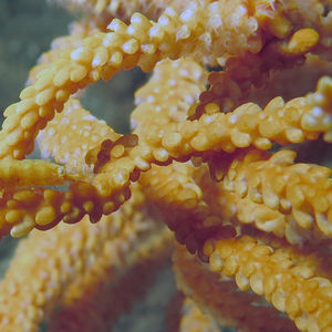 Hamodactylus noumeae Hamodactylus noumeae 印度尼西亚 Indonesia , 马鲁古 Maluku , 安汶 Ambon @LazyDiving.com 潜水时光