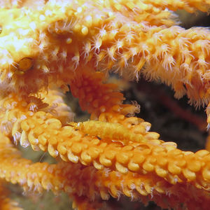 Hamodactylus noumeae Hamodactylus noumeae 印度尼西亚 Indonesia , 马鲁古 Maluku , 安汶 Ambon @LazyDiving.com 潜水时光