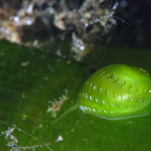 Smaragdia rangiana 中苏拉威西 Central Sulawesi , 托�利托利 Toli Toli @LazyDiving.com 潜水时光