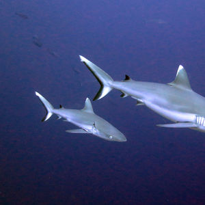 Carcharhinus amblyrhynchos 马尔代夫 Maldives @LazyDiving.com 潜水时光