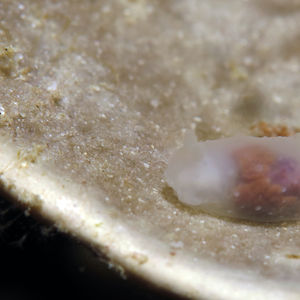 Gymnodoris 菲律宾 Philippines , 朗�布隆 Romblon @LazyDiving.com 潜水时光