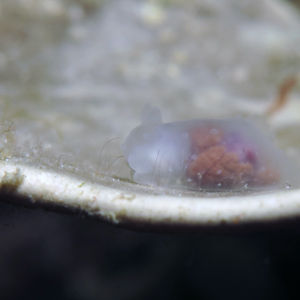 Gymnodoris 菲律宾 Philippines , 朗布隆 Romblon @LazyDiving.com 潜水时光